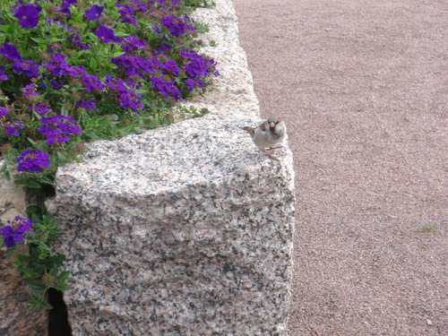 Pansy Flowers and a Bird.